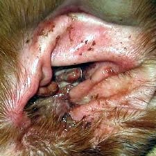 Can I Catch Pseudomonas From My Dog Can I Catch Pseudomonas From My Dog