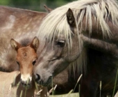 Nieuwsbericht: Rhodococcus equi besmetting bij het veulen?