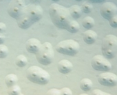 Nieuwsbericht: Mycoplasma uitbraak op gesloten melkveebedrijf
