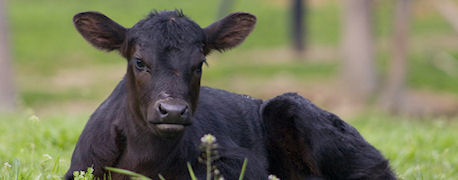 calf